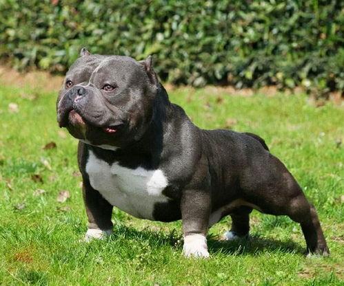 土豪恶霸 2021,土豪恶霸现象的崛起与反思